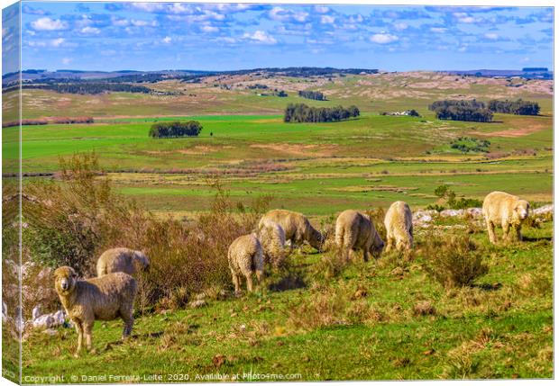 Sheeps at Countryside, Maldonado, Uruguay Canvas Print by Daniel Ferreira-Leite