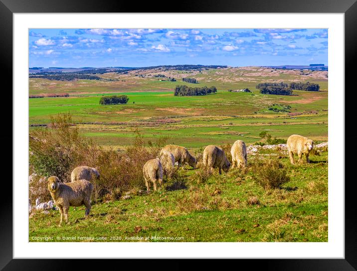 Sheeps at Countryside, Maldonado, Uruguay Framed Mounted Print by Daniel Ferreira-Leite