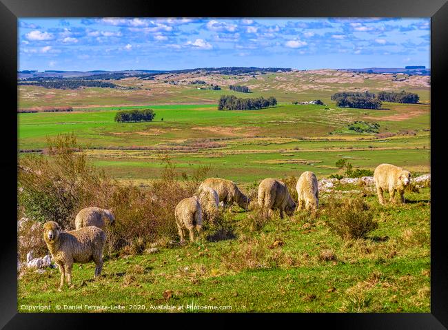 Sheeps at Countryside, Maldonado, Uruguay Framed Print by Daniel Ferreira-Leite