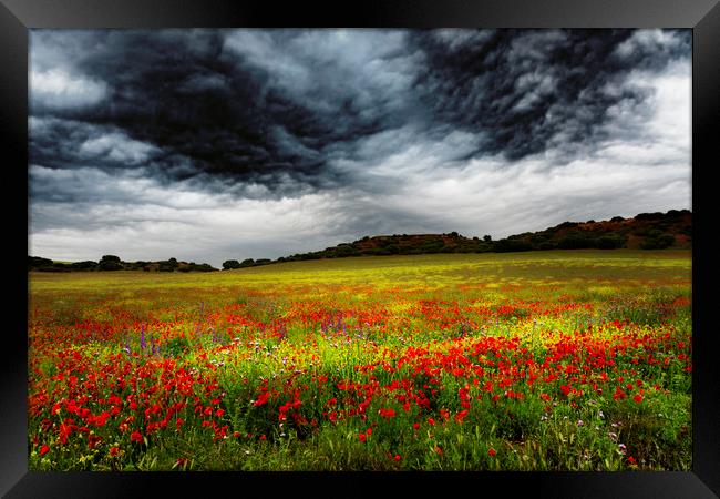 Colorful fields 1 Framed Print by Vicente Sargues