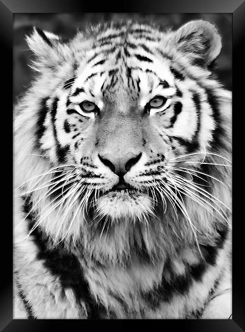 Tiger Framed Print by Joanne Wilde