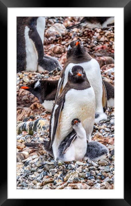 Gentoo Penguin Family Chick Yankee Harbor Antarcti Framed Mounted Print by William Perry