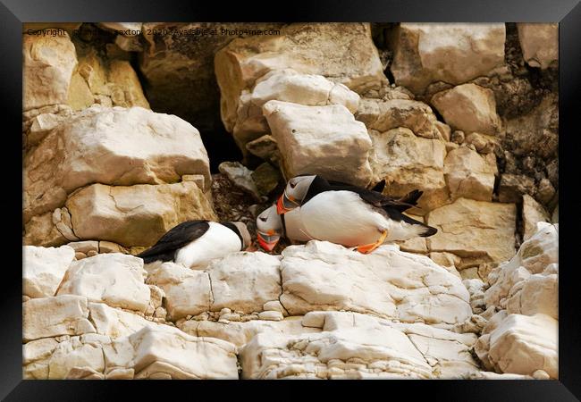 PUFFIN CLIFFS Framed Print by andrew saxton