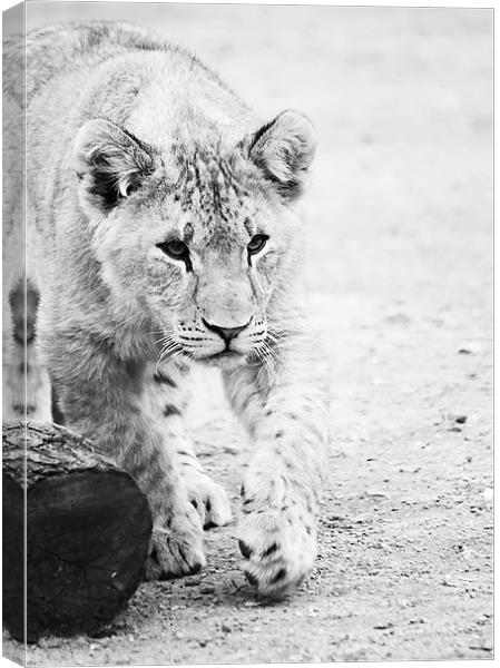 Lion cub on the prowl Canvas Print by Joanne Wilde
