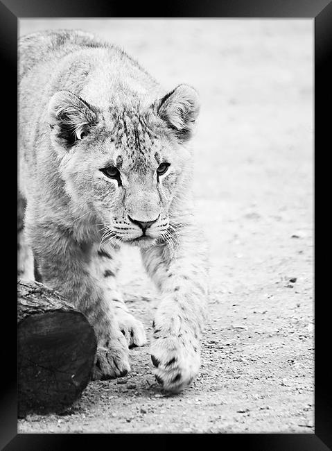 Lion cub on the prowl Framed Print by Joanne Wilde
