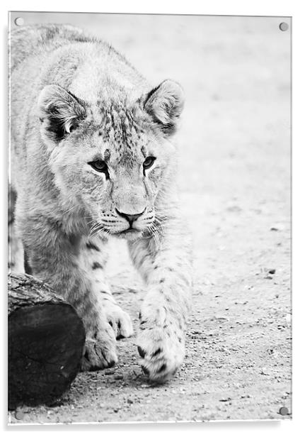 Lion cub on the prowl Acrylic by Joanne Wilde