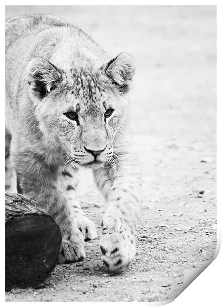 Lion cub on the prowl Print by Joanne Wilde