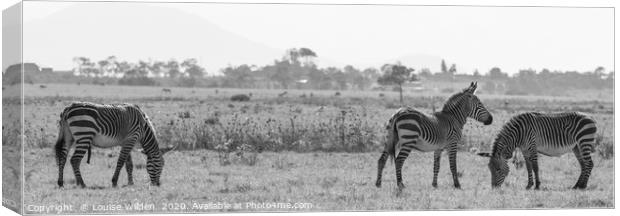 Zebra's in the wild Canvas Print by Louise Wilden