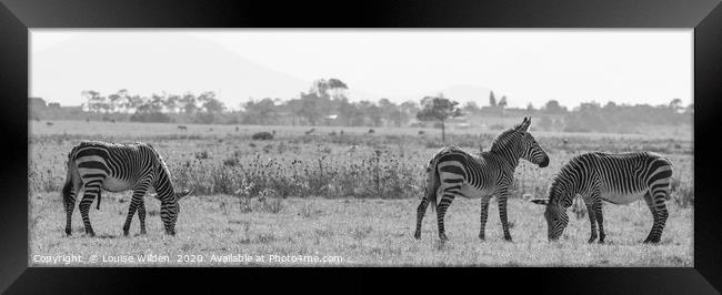 Zebra's in the wild Framed Print by Louise Wilden
