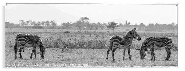 Zebra's in the wild Acrylic by Louise Wilden