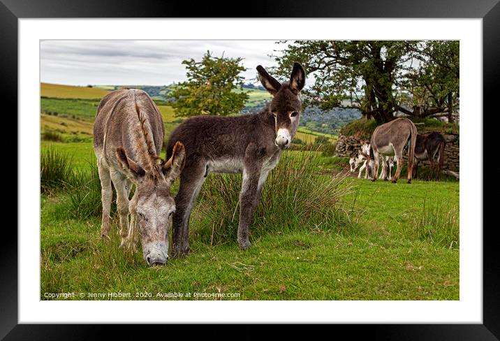 Donkeys on the common Framed Mounted Print by Jenny Hibbert