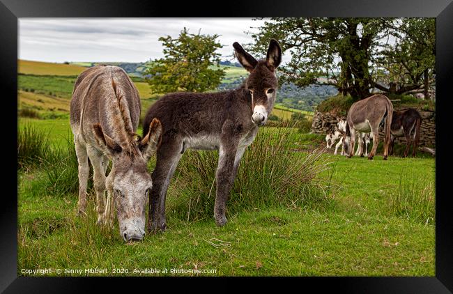 Donkeys on the common Framed Print by Jenny Hibbert