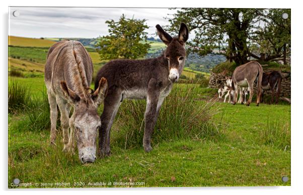 Donkeys on the common Acrylic by Jenny Hibbert