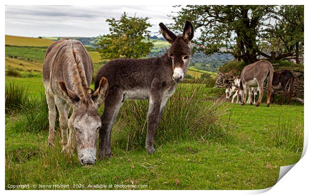 Donkeys on the common Print by Jenny Hibbert