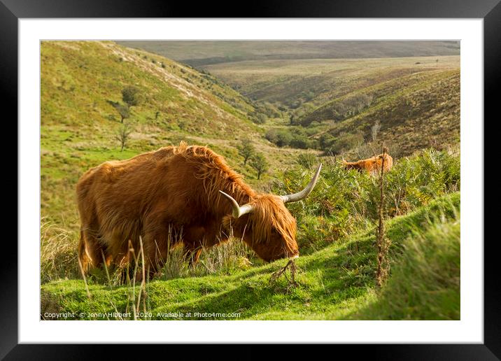 Highland Cattle in Exmoor Framed Mounted Print by Jenny Hibbert
