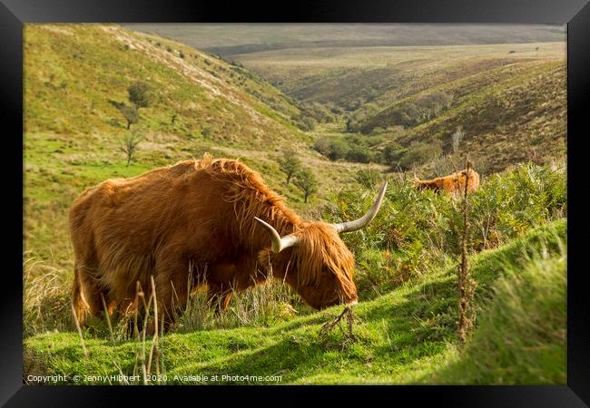 Highland Cattle in Exmoor Framed Print by Jenny Hibbert