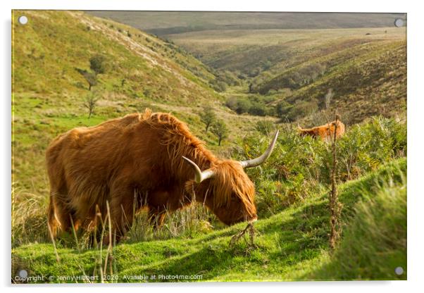 Highland Cattle in Exmoor Acrylic by Jenny Hibbert