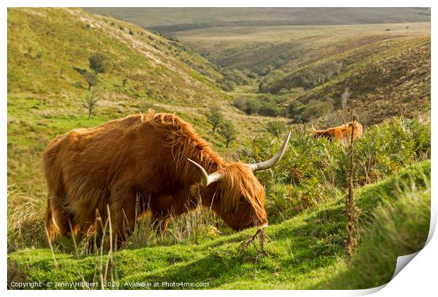 Highland Cattle in Exmoor Print by Jenny Hibbert