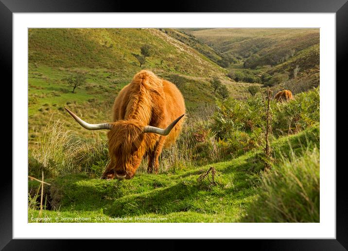 Highland cattle near Porlock Exmoor Framed Mounted Print by Jenny Hibbert