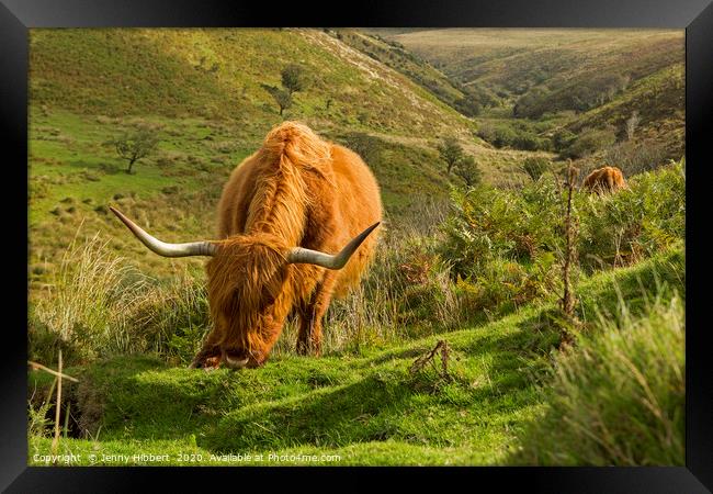Highland cattle near Porlock Exmoor Framed Print by Jenny Hibbert