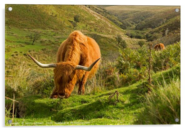Highland cattle near Porlock Exmoor Acrylic by Jenny Hibbert