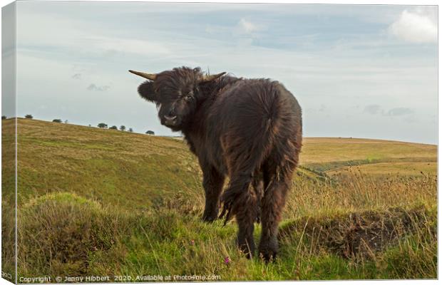 Young Exmoor Highland cow giving me a backward gla Canvas Print by Jenny Hibbert