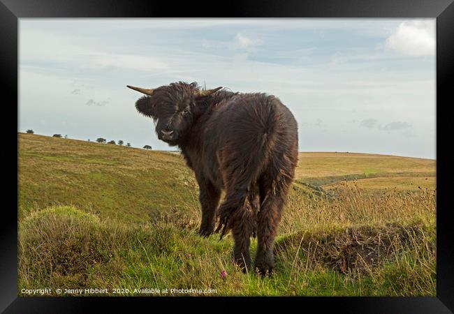 Young Exmoor Highland cow giving me a backward gla Framed Print by Jenny Hibbert