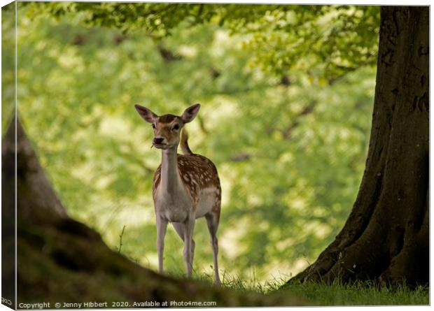 Young Deer in woodland Canvas Print by Jenny Hibbert