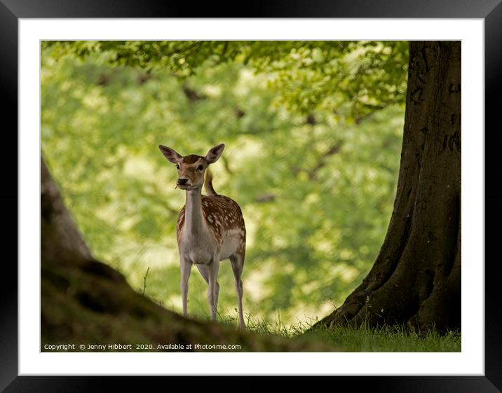 Young Deer in woodland Framed Mounted Print by Jenny Hibbert