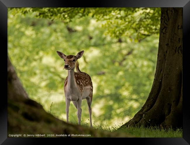 Young Deer in woodland Framed Print by Jenny Hibbert