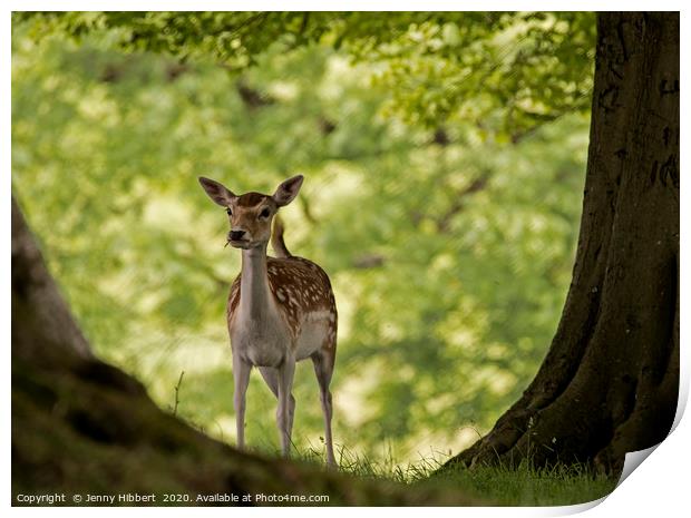 Young Deer in woodland Print by Jenny Hibbert