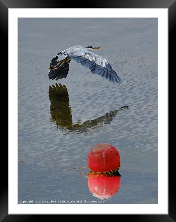 Heron  Flying low to the water Framed Mounted Print by mary spiteri