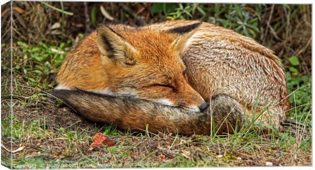 Red Fox sleeping Canvas Print by Jenny Hibbert