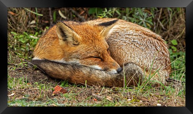Red Fox sleeping Framed Print by Jenny Hibbert