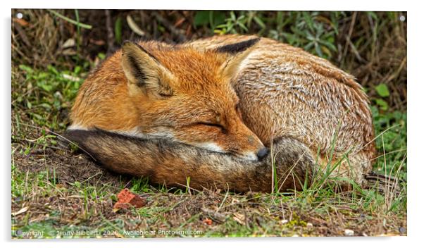 Red Fox sleeping Acrylic by Jenny Hibbert