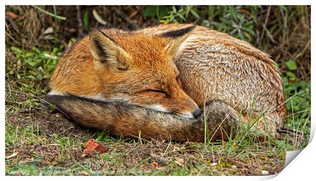 Red Fox sleeping Print by Jenny Hibbert