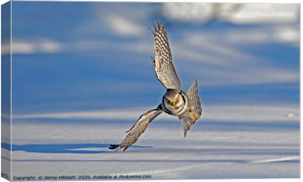 Hawk Owl hunting over snow Canvas Print by Jenny Hibbert