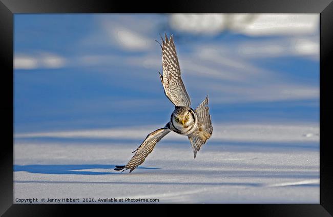 Hawk Owl hunting over snow Framed Print by Jenny Hibbert