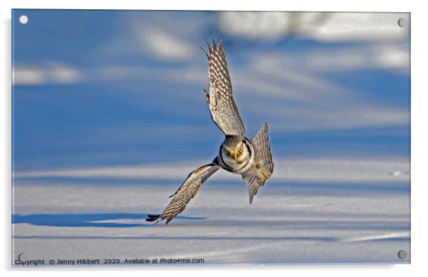 Hawk Owl hunting over snow Acrylic by Jenny Hibbert