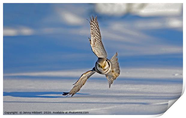 Hawk Owl hunting over snow Print by Jenny Hibbert