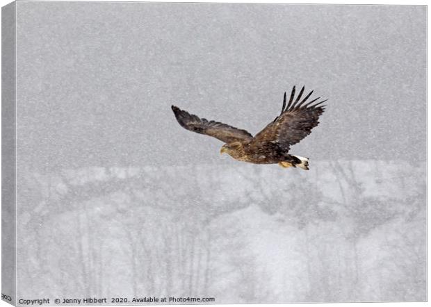 White tailed eagle flying through snow Canvas Print by Jenny Hibbert