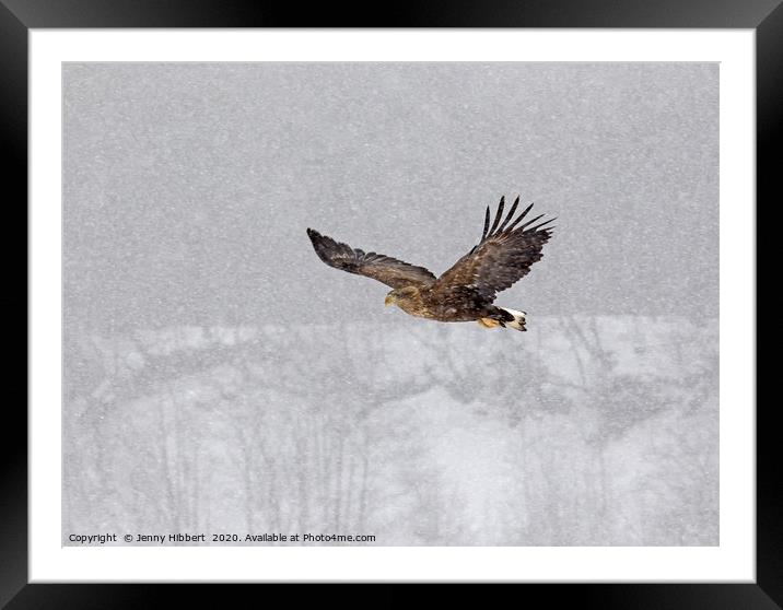 White tailed eagle flying through snow Framed Mounted Print by Jenny Hibbert
