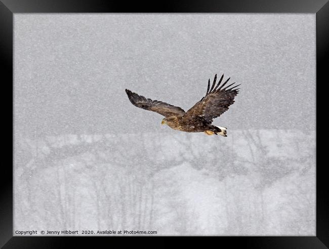 White tailed eagle flying through snow Framed Print by Jenny Hibbert
