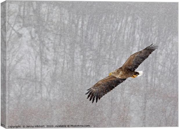 White tailed eagle flying through snow in Hokkaido Canvas Print by Jenny Hibbert