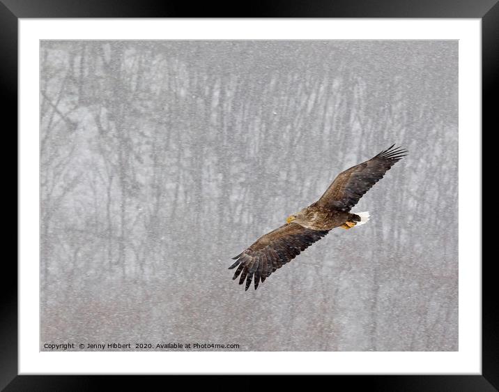 White tailed eagle flying through snow in Hokkaido Framed Mounted Print by Jenny Hibbert