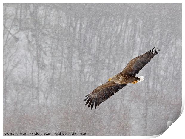 White tailed eagle flying through snow in Hokkaido Print by Jenny Hibbert
