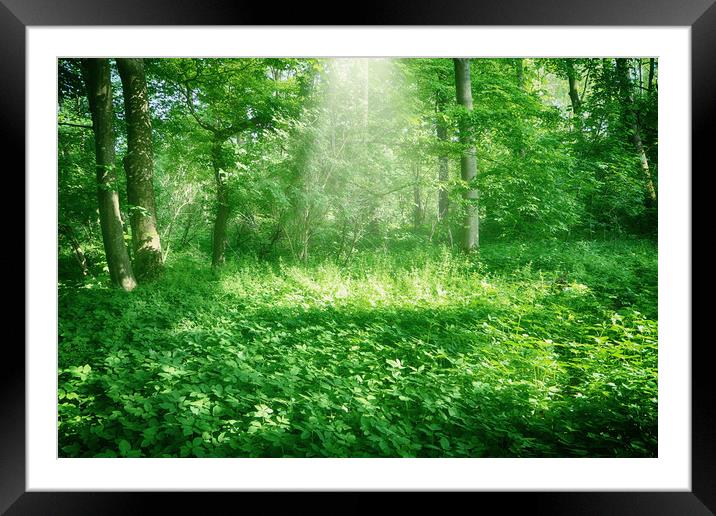 sunrays into the forest Framed Mounted Print by Luisa Vallon Fumi