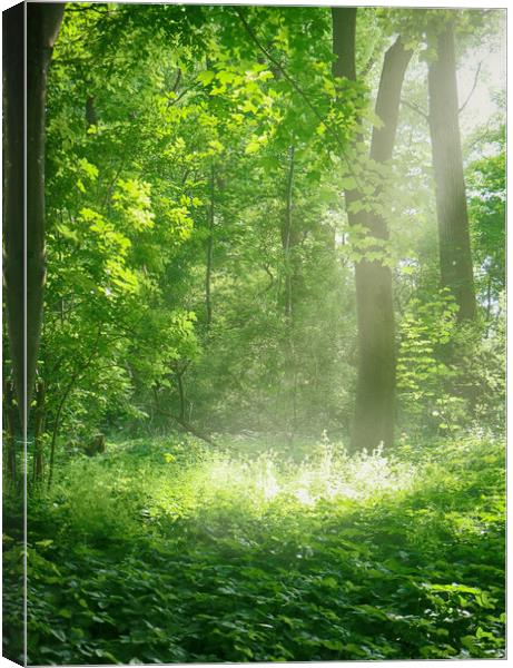 Sunrays into the green Canvas Print by Luisa Vallon Fumi