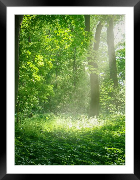 Sunrays into the green Framed Mounted Print by Luisa Vallon Fumi