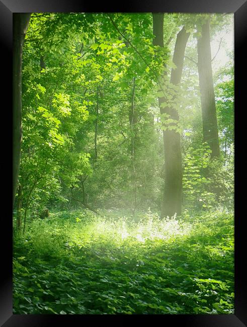 Sunrays into the green Framed Print by Luisa Vallon Fumi